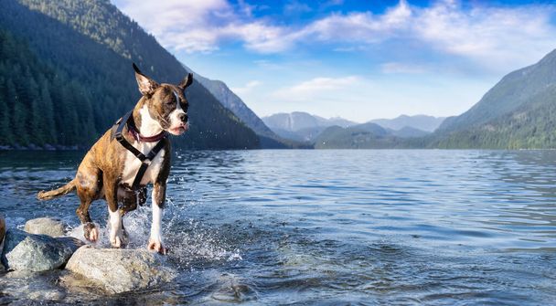 Playful and Funny Boxer Dog swimming in the water - Foto, imagen