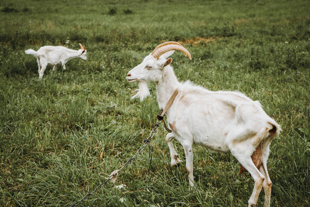 White goats crawling in the meadow on a cloudy day - Foto, immagini