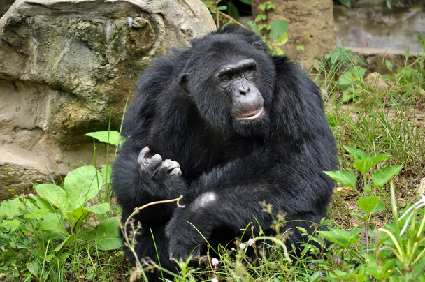 Šimpanz - Fotografie, Obrázek
