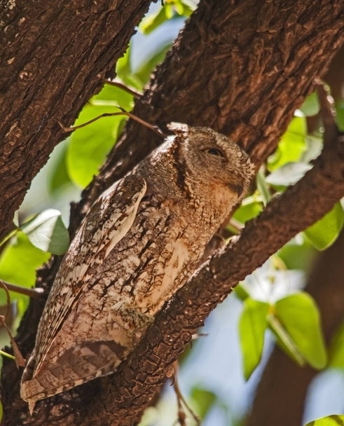 Afrikai Scops-Owl (Otus senegalensis) nyugszik egy Mopane fa - Fotó, kép