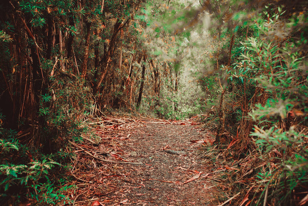 A beautiful trail in the green forest - Fotó, kép