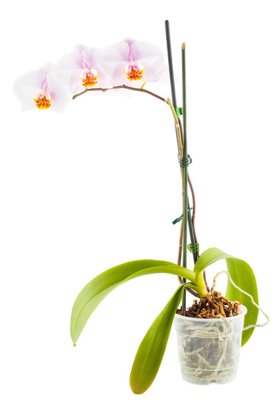 White Orchid. Room flower in transparent flowerpot - Photo, Image