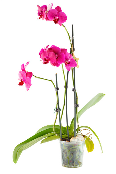 Mor orkide. Oda şeffaf saksı çiçeği - Fotoğraf, Görsel