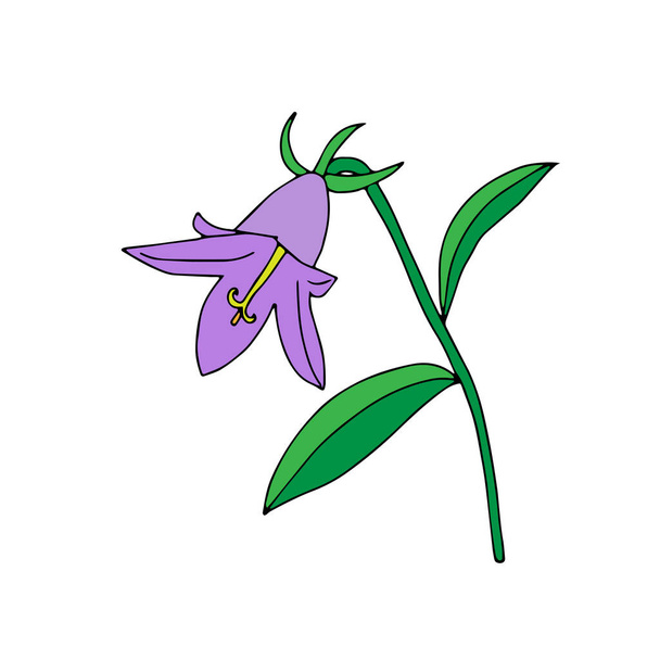 A Lilac and green Vector illustration one bellflower with leaves isolated on a white background - Vektor, kép