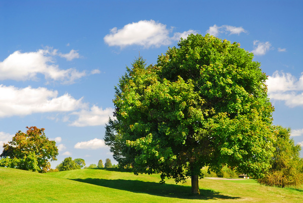 Green summer landscape with one leafy tree - Foto, afbeelding