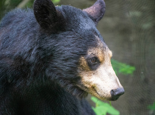 Fekete Medve Észak-Kanada Saskatchewan Spring Wild - Fotó, kép