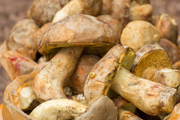 Harvest of mushrooms in autumn. Freshly picked white mushrooms. - Fotó, kép