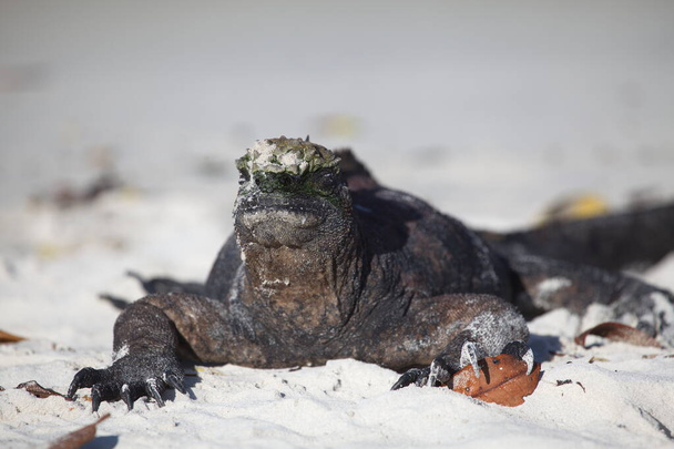Kopf-an-Kopf-Porträt des im Sand liegenden Meeresleguans (Amblyrhynchus cristatus) auf den Galapagos-Inseln, Ecuador. - Foto, Bild