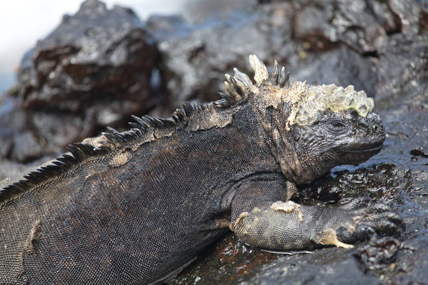 Lado sobre retrato de Iguana Marina (Amblyrhynchus cristatus) tendido sobre rocas cubiertas de agua Islas Galápagos, Ecuador. - Foto, imagen
