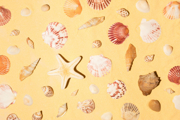 砂の背景に創造的な貝殻のパターン。極小日光熱帯平板配置. - 写真・画像