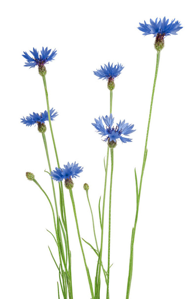 Beautiful blue cornflower isolated on white background.  Selective focus - Foto, Imagem