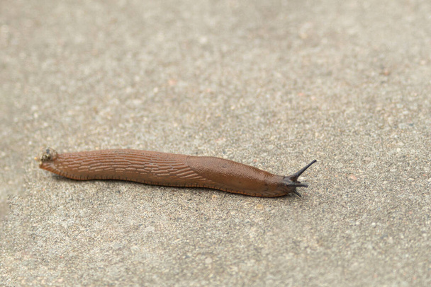 Een slak, of een slak zonder schelp, kruipt langs het pad. Een slak zonder huis op de stoep. Een close-up schot. Achtergrond met kopieerruimte - Foto, afbeelding