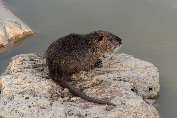 Myocastoridae rodent (Myocastor coypus), also called coipo, little beaver and swamp beaver, native to southern America and introduced in many countries as a fur animal. - Photo, Image