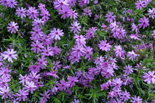 Flores púrpuras Phlox subulata en el jardín, fondo. - Foto, Imagen