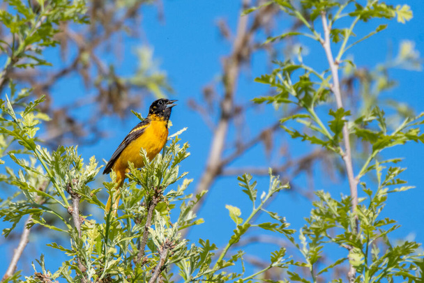 Male Baltimore oriole singing perched on a branch - Michigan - Photo, Image