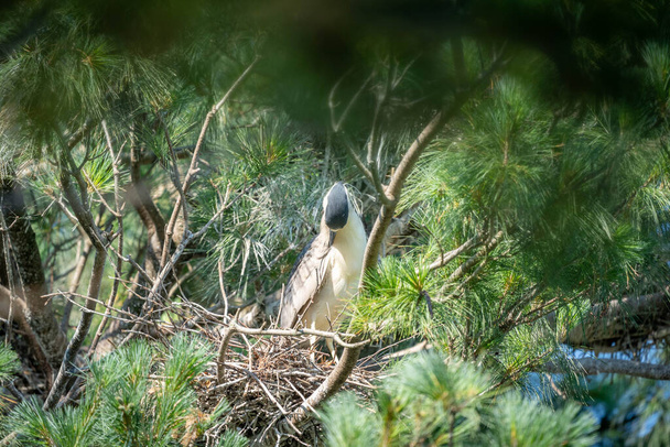 Una garza negra coronada sentada en un nido en un pino. - Foto, imagen