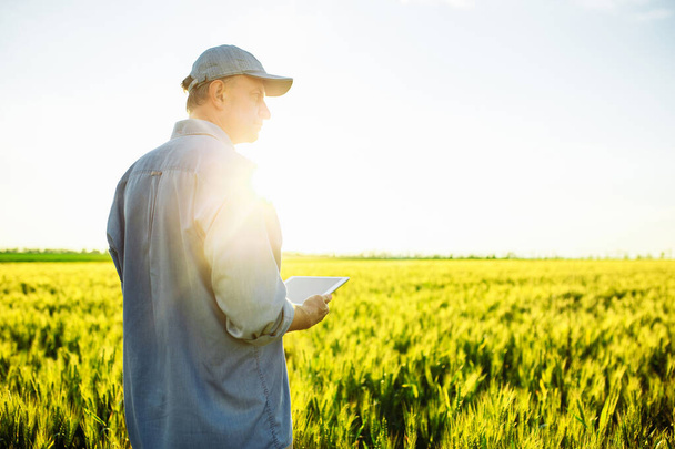 Een mannelijke boer met een tablet in zijn handen onderzoekt zijn veld. Gemaskerde landbouwkundige in het midden van een tarweveld. Het concept van een rijke oogst. Voorjaarslandschap. Zonsondergang - Foto, afbeelding