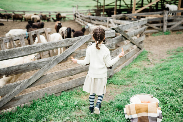 Little girl feeding goats on the farm. - Фото, зображення