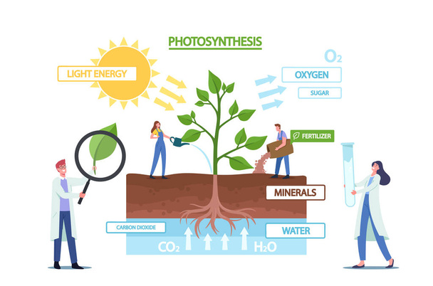 De minuscules scientifiques à la photosynthèse Infographies Présenter les changements La lumière du soleil dans l'énergie chimique, divise l'eau en oxygène - Vecteur, image