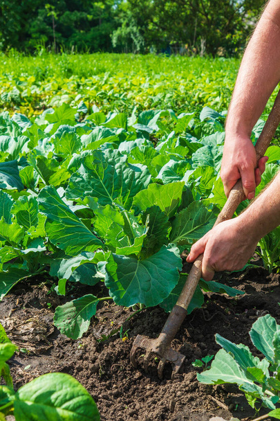 Фермер ґрунтує навколо молодої капусти. Крупним планом руки агронома, носячи овочевий сад
. - Фото, зображення