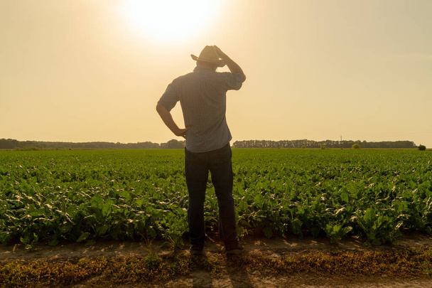 Старший фермер, стоящий на свекловичном поле, осматривает урожай на закате в солнечный день. Идея ухода за плантациями - Фото, изображение