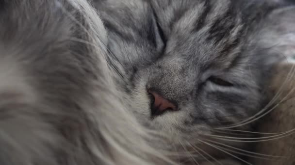Um close de dormir gato cinza maine casulo cabeça principal do ecoon. Vista macro close-up - Filmagem, Vídeo