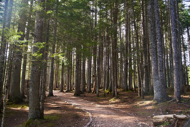 Vista del sendero en el bosque - Foto, imagen