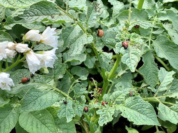 Σκαθάρι πατάτας Κολοράντο σε φύλλα πατάτας, νεαρές πατάτες. Φυτικός κήπος στο χωριό με πατάτες. Εκμετάλλευση. - Φωτογραφία, εικόνα