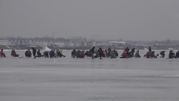 Pesca sul ghiaccio. Un gruppo di persone Molti pescatori ghiaccio sottile. Lago, Golfo di Finlandia  - Filmati, video