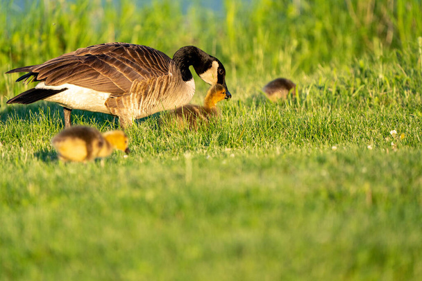 Goslings de ganso Canadá al amanecer Northern Saskatchewan - Foto, Imagen
