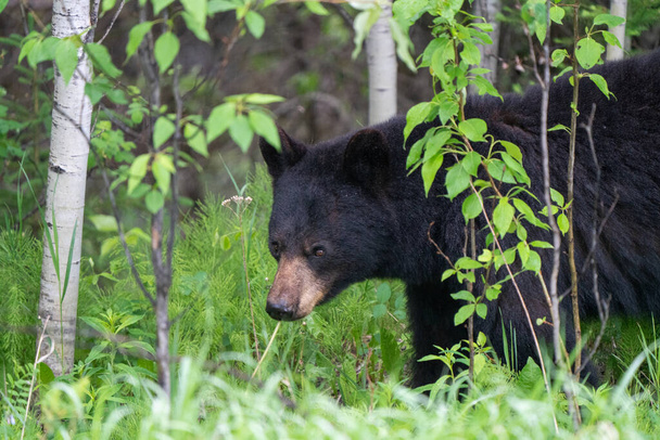 Чорний ведмідь на півночі Канади Саскачеван Весна дика - Фото, зображення