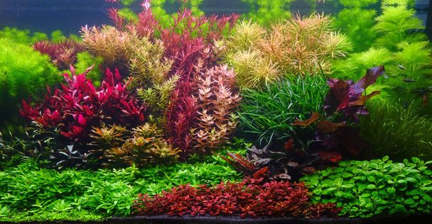 Красочные водные растения в аквариумном аквариуме с природой - акваскейпинг в голландском стиле - Фото, изображение