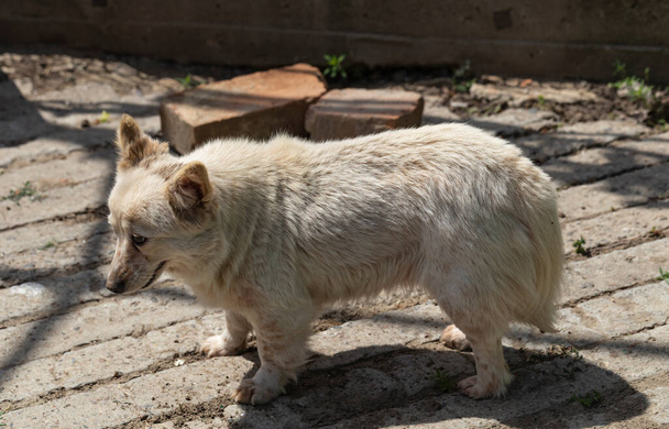 Un perro blanco está paseando en el patio. Una mascota está tomando un baño de sol. - Foto, imagen
