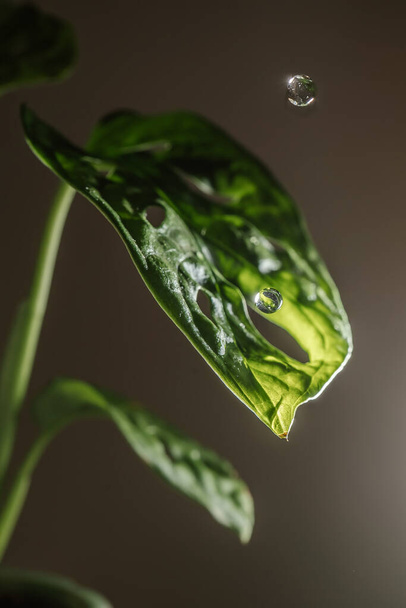 Drops drip on the leaves of domestic plants. - Foto, Imagen