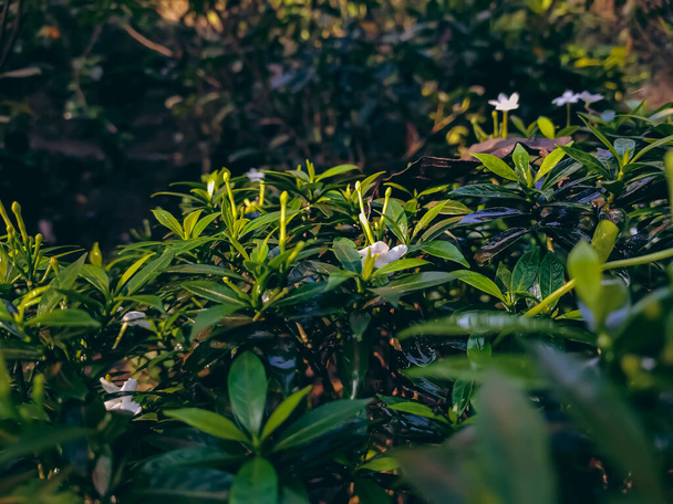 Tabernaemontana divaricata communément appelé East India rosebay et la couronne de Néron est un arbuste à feuilles persistantes originaire d'Asie du Sud et maintenant cultivé dans toute l'Asie du Sud-Est. - Photo, image