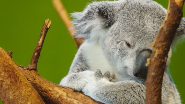 Koala - Filmmaterial, Video