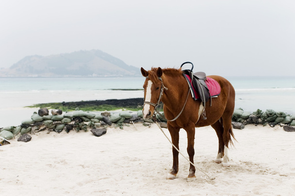 Horse on the beach at  Jeju Island - Fotoğraf, Görsel