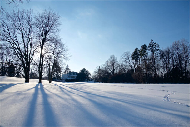 Długi cień klonu w parku pokrywającym śnieg - Zdjęcie, obraz