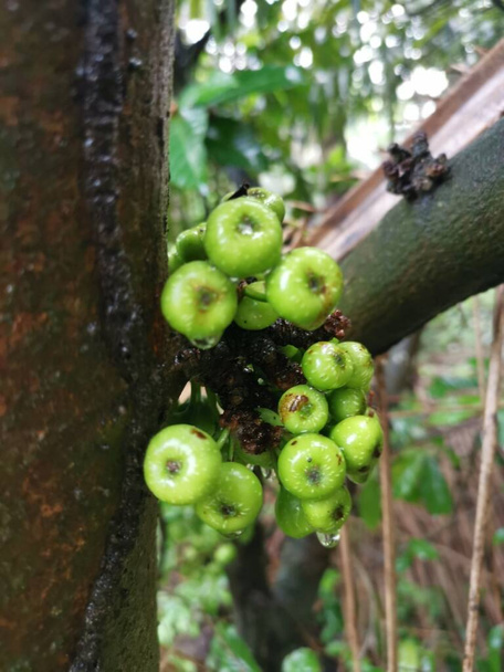 cluster of wild ficus fistulosa fruit sprouting from the trunk - Photo, Image