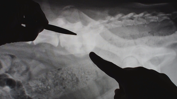 állatorvos elmagyarázza röntgenfelvétel egy kisállat tulajdonos - Felvétel, videó