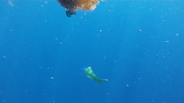 dolfijn vis in florida keys - Video