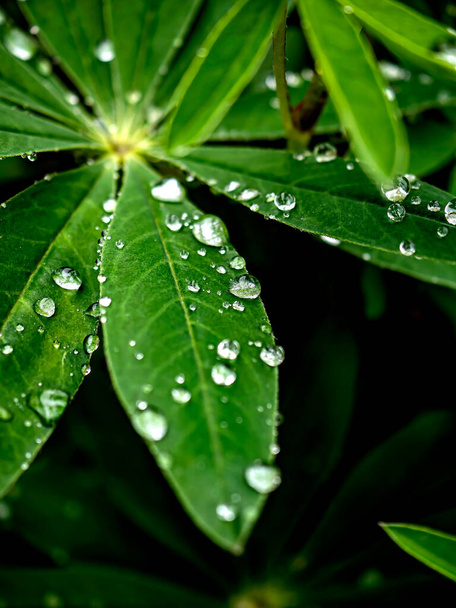raindrops on the green leaves of garden plants, macro - Zdjęcie, obraz