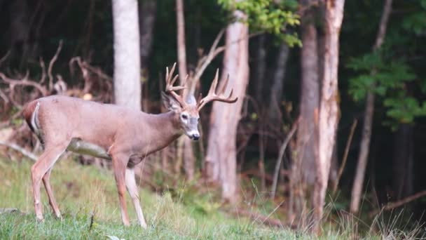 Whitetail Deer mature bucks - Footage, Video