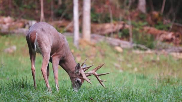 Whitetail Deer mature bucks - Footage, Video