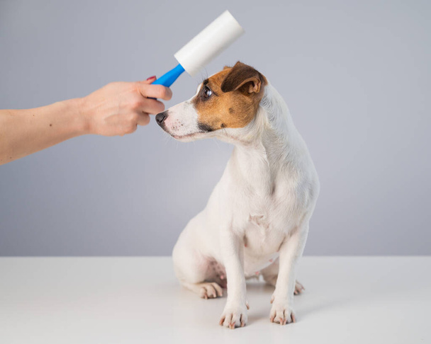 A woman uses a sticky roller to remove hair on a dog - Foto, Imagem