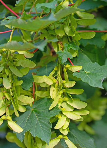 Плоды из кленового дерева, acer, летом - Фото, изображение