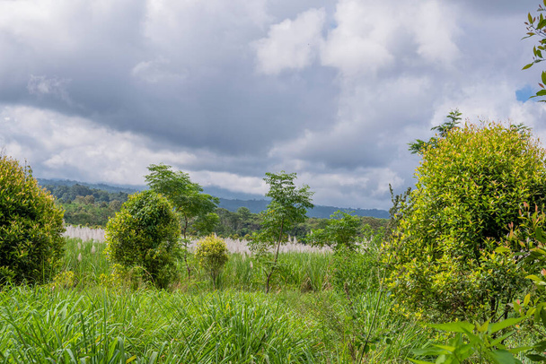 citronella (Cymbopogon citratus) cultivando en Mount Raung, Banyuwangi. Vista del Monte Raung, Banyuwang - Foto, imagen