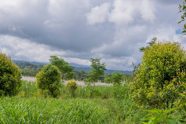 Citronella (Cymbopogon citratus) Landwirtschaft in Mount Raung, Banyuwangi. Blick auf den Mount Raung, Banyuwang - Foto, Bild