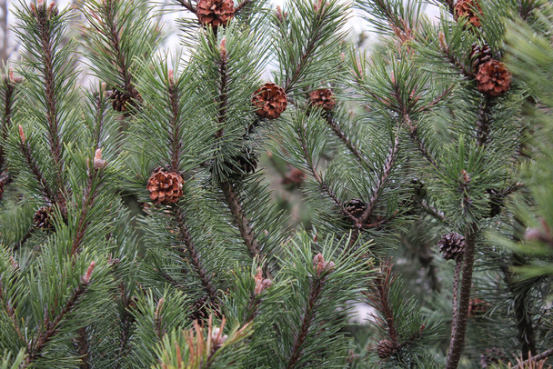 Sfondo di rami di abete rosso o pino verde con coni marroni. - Foto, immagini
