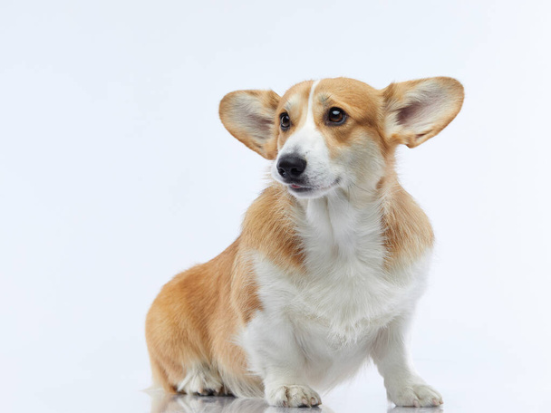 Portrait of a dog on a white background. Smiling Corgi. Pet in the studio.  - 写真・画像